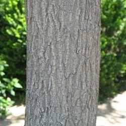 Bauhinia forficata tronco