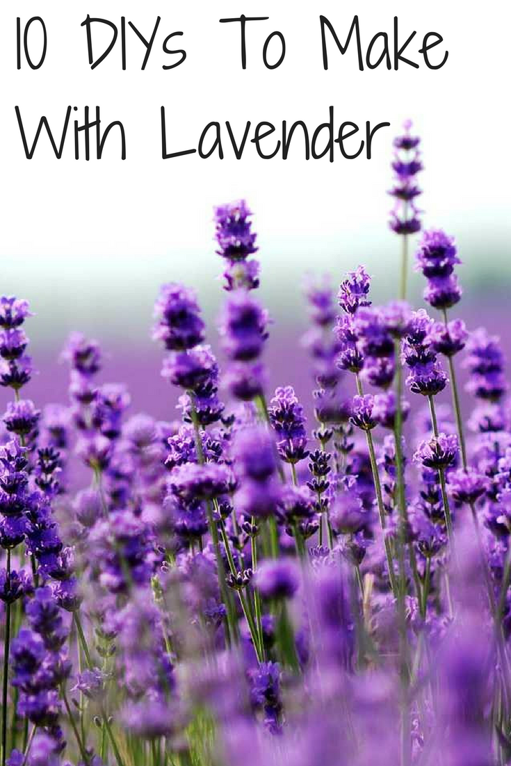 10 DIYs with Lavender Essential Oil Overthrow Martha