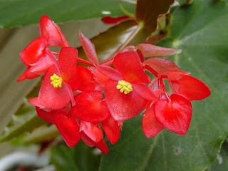  Jardineria, Catalogo de Plantas: Begonia coccínea