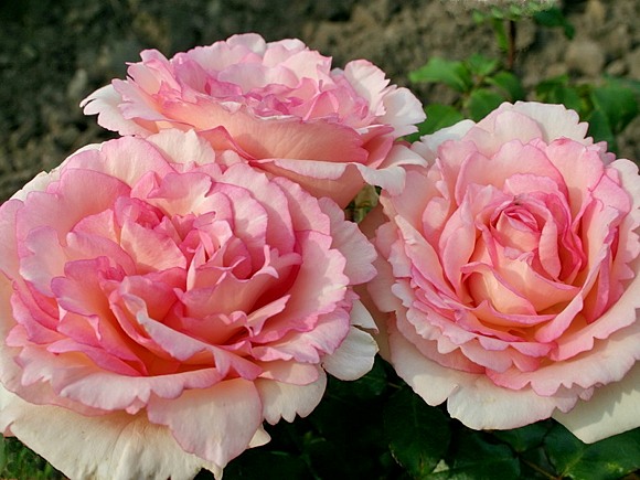  Souvenir de Baden Baden rose сорт розы фото  