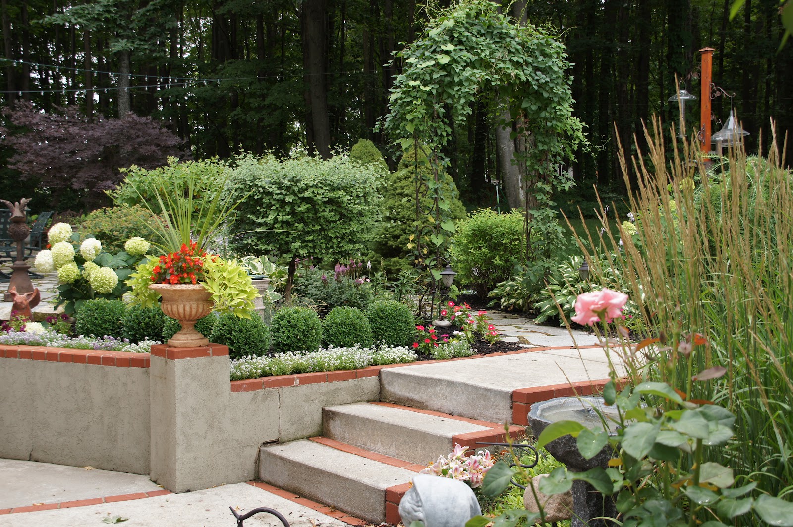 Limelight And Little Lime Hydrangea Great Shrubs For Any Garden