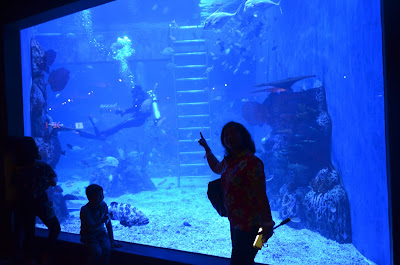 jakarta aquarium neo soho