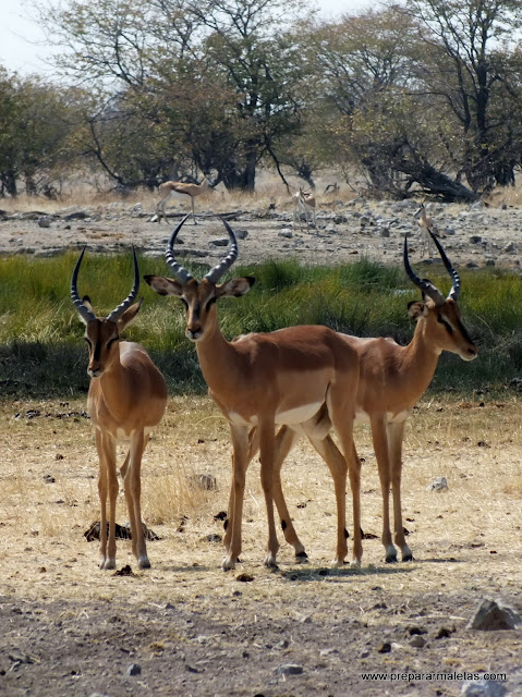 antilopes namibia