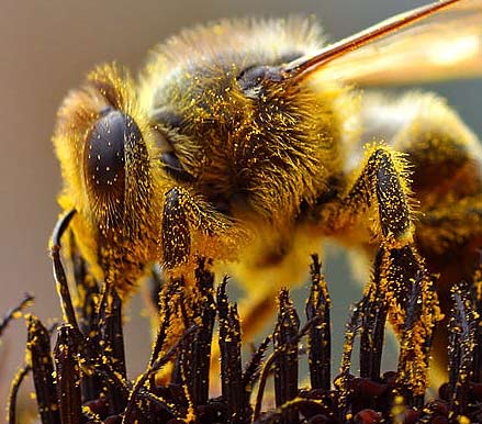 bee pollen calories bee pollen calories