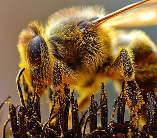 Bees_Collecting_Pollen_cropped.jpg
