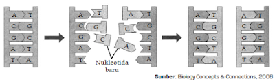 Pengertian, Struktur, Molekul dan Basa Nitrogen Penyusun serta Tahapan Mekanisme Replikasi DNA
