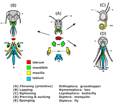 Mouth parts of insects
