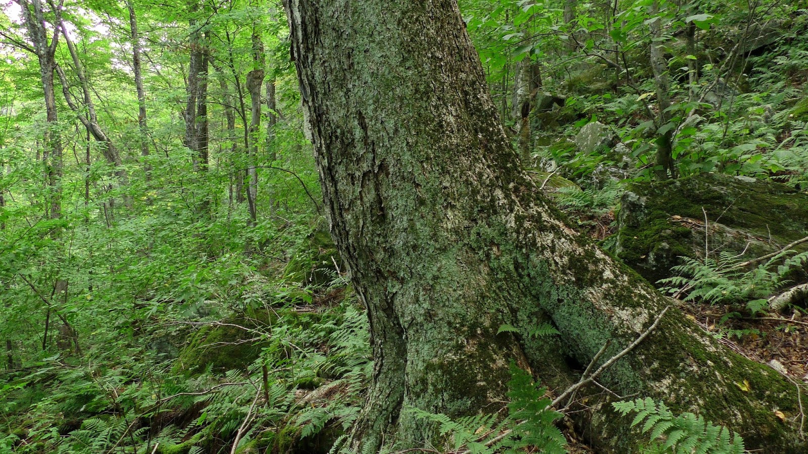 New England Forests New England's Champion Hemlock Tree
