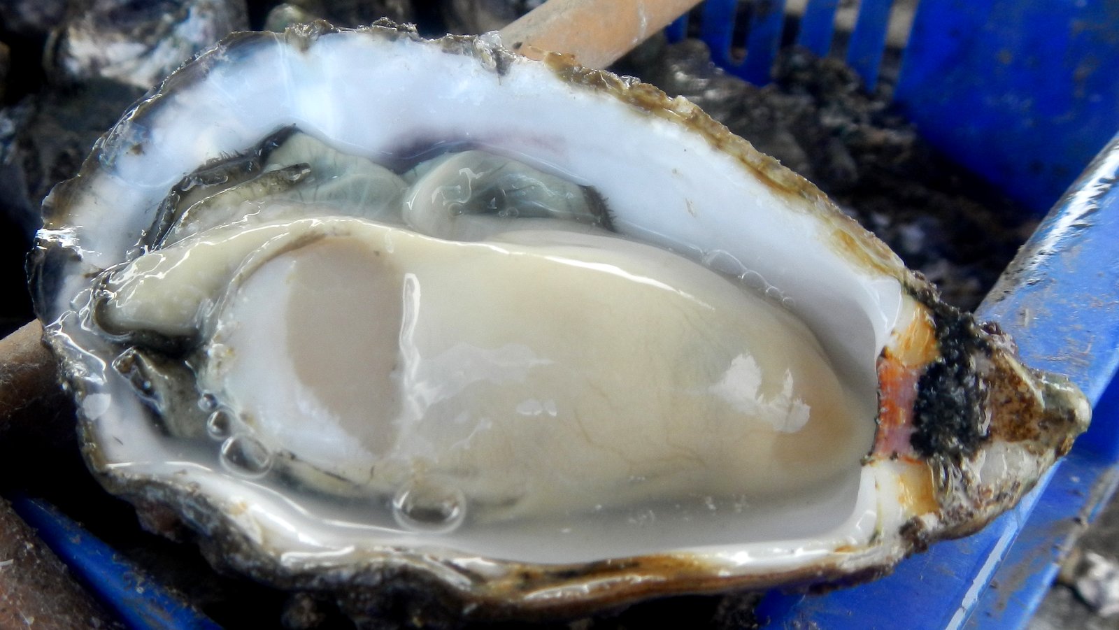Licorice Allsorts Oyster Farming... At Lemon Tree Passage