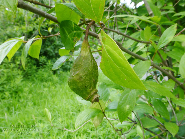 水元公園の生き物アメリカロウバイ Carolina Sweetshrub