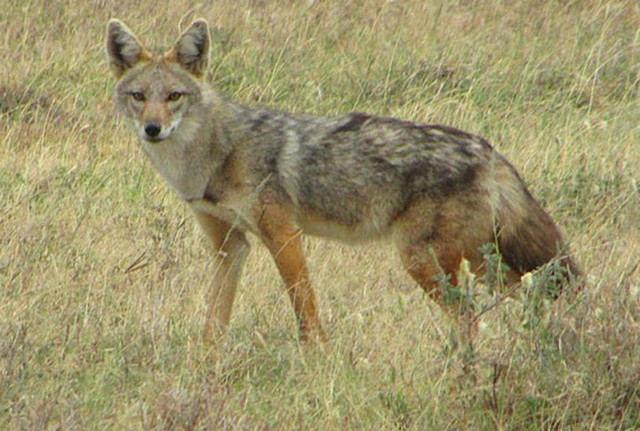 EKOGEO: ANJING : HEWAN PENJAGA RUMAH