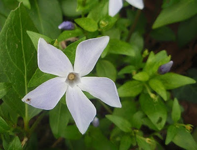 Flores azul pálido de Vincapervinca (Vinca minor)