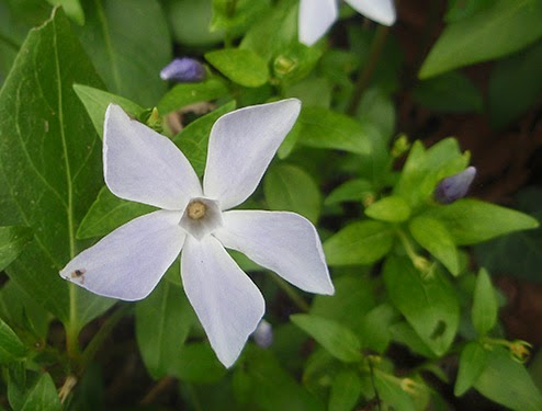 Vincapervinca (Vinca minor) flor silvestre azul