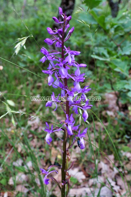 Orchis Minubetrensis