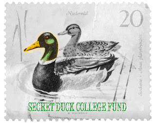 Duck Stamp Scholarship