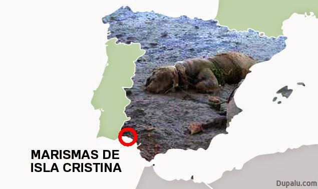 Marismas de isla Cristina (Huelva)