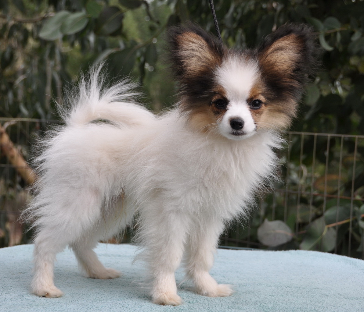 Papillon Dog Puppies [] Lunawsome