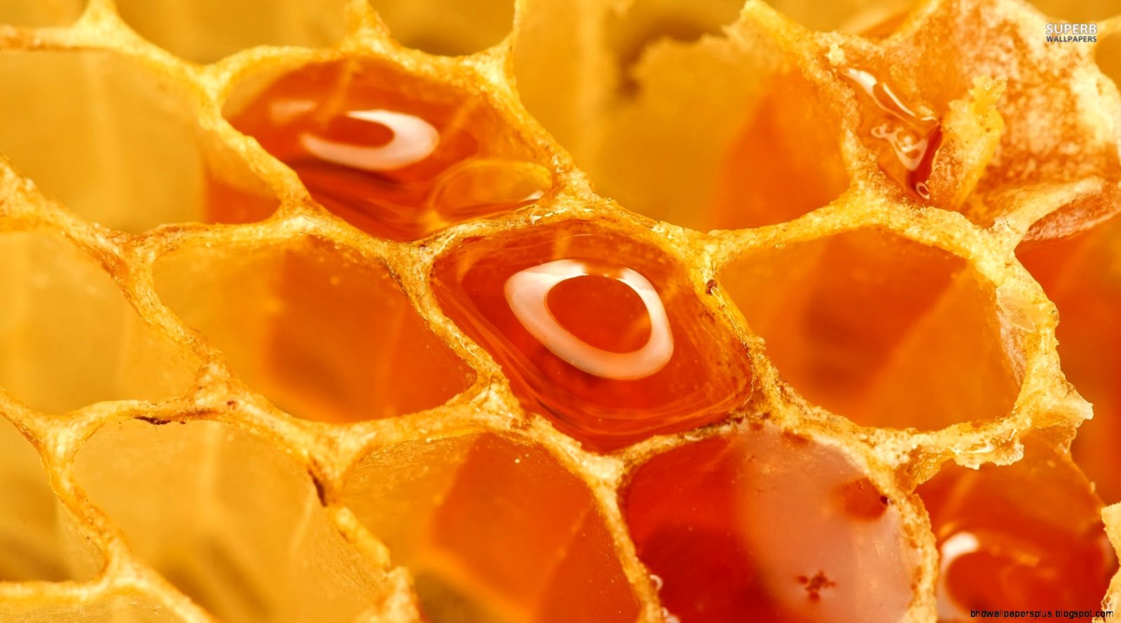 Honey with Honeycomb Wallpaper