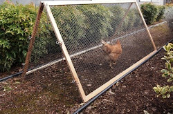 chicken chickens run portable coop cage garden around runs happy coops enclosed plants building log homestead revival gardens homesteadrevival backyard