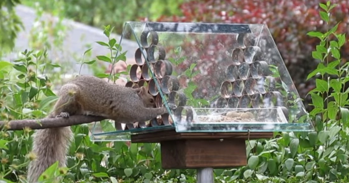 Homemade squirrel proof bird feeder (video tutorial) Best Squirrel