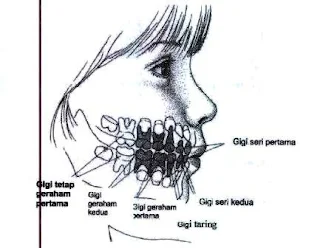Pertumbuhan Gigi Sulung