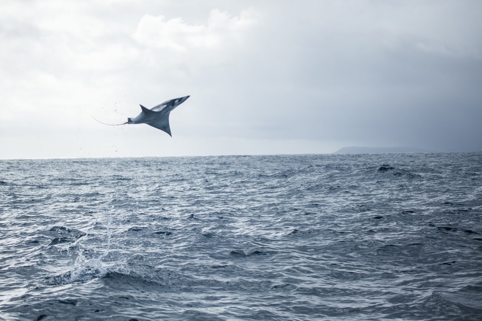 Tiptoeing across the globe... Jumping Manta Rays... who knew?