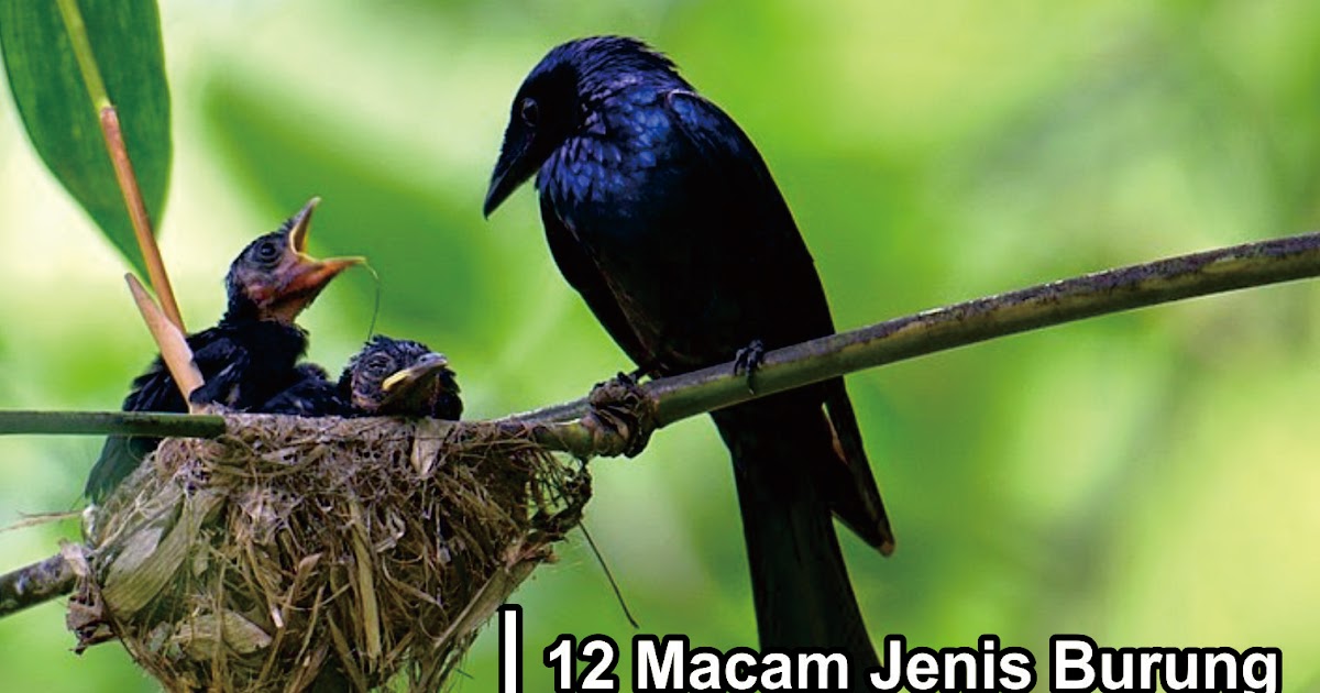 12 Macam Jenis Burung Srigunting Yang Ada Di Indonesia Dodo Grafis