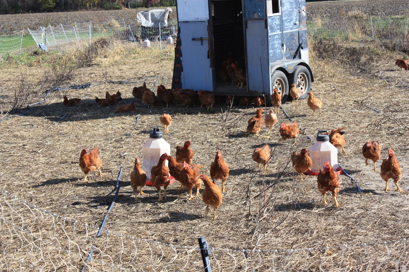 Genuine Faux Farm Chickens, Dry Beans and Fall Crops, Oh My!