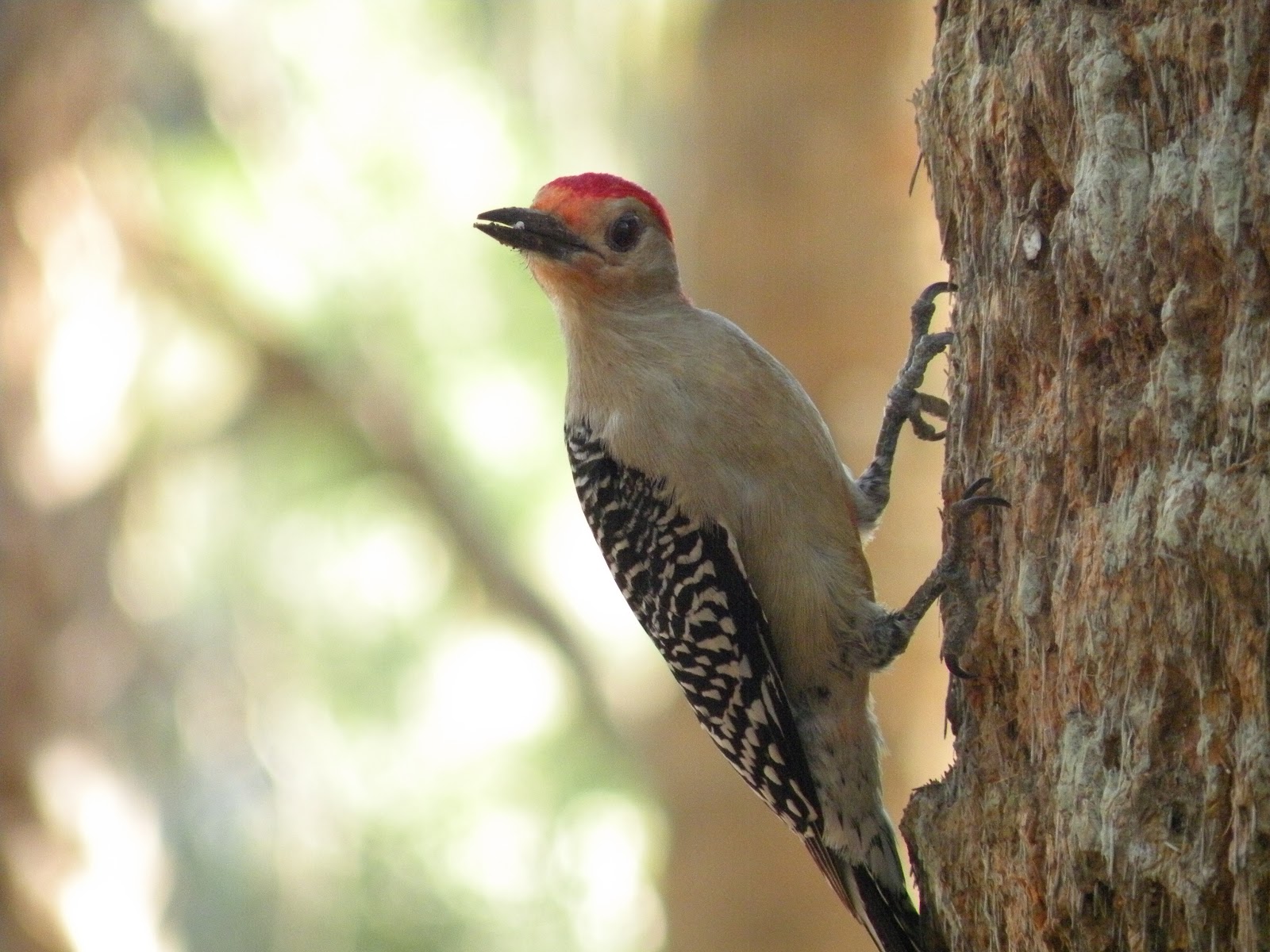 Animals and Landscapes of Florida: Red Bellied Woodpecker