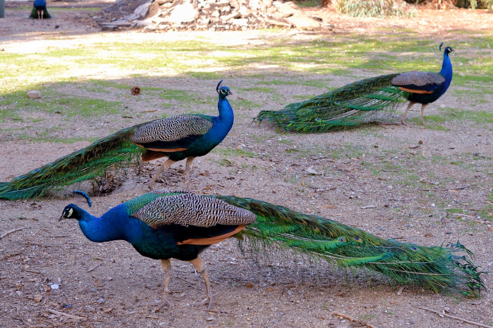 Do Tell, Anabel It's a Peacock Party at Hart Park in Bakersfield, CA
