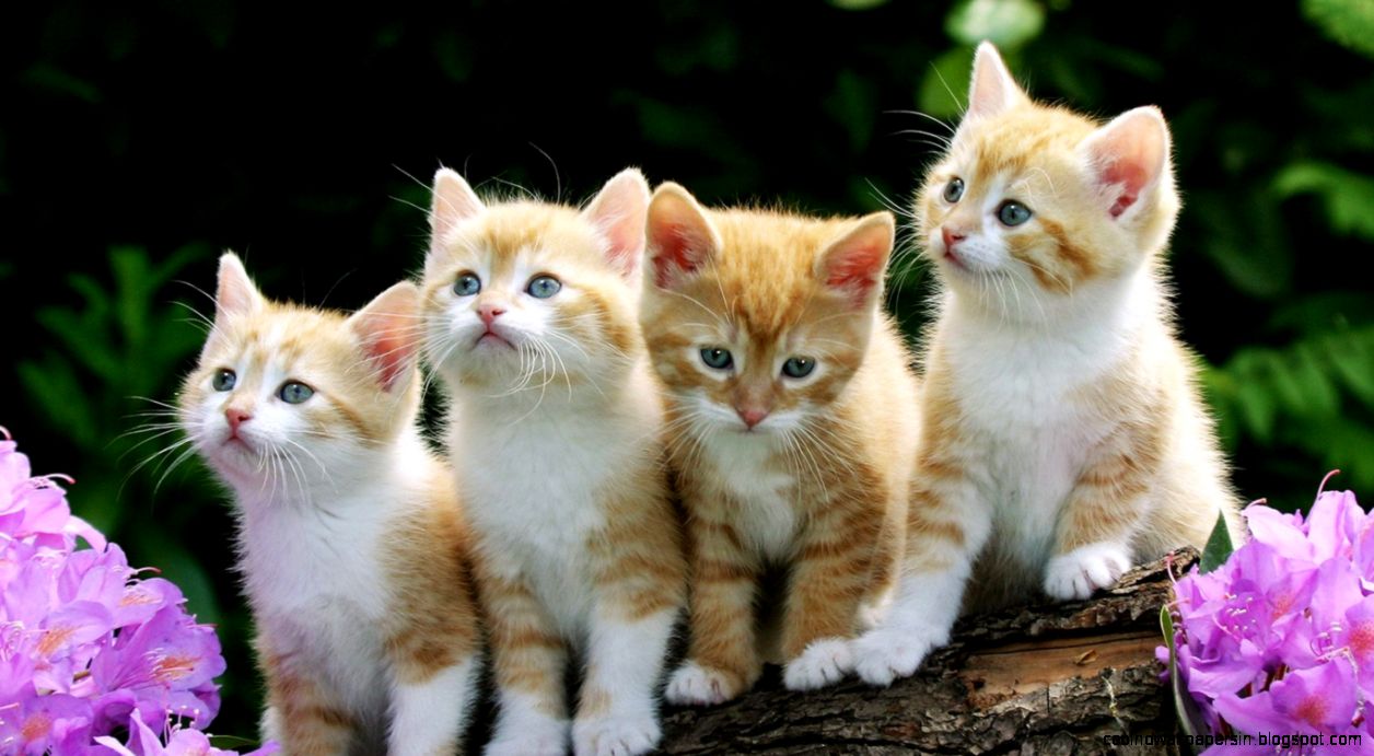 Cute Cat Desktop Backgrounds