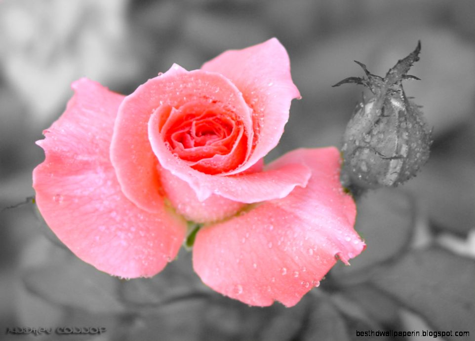 Flowers Macro Roses Hd Wallpaper   1024x768 iWallHD   Wallpaper HD