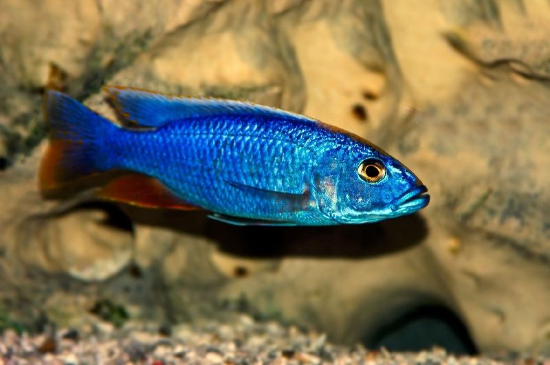 Gambar jenis jenis ikan cichlid ( Malawi Cichlids ) - Electric Blue Hap ( Sciaenochromis fryeri )