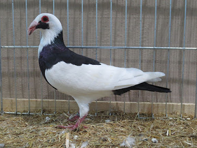 Franconian Bagdad - magpie bagdad pigeons