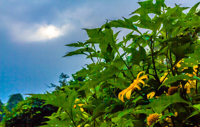 Yellow flower with sun shining in the background