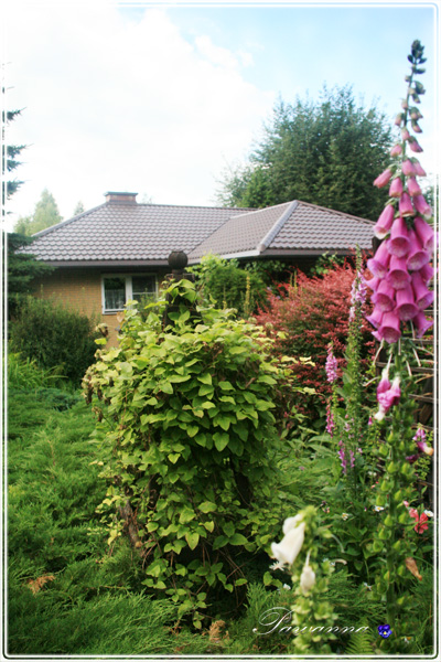 przedogródek, garden in front, cotage garden