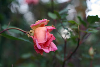 san francisco botanical garden rose