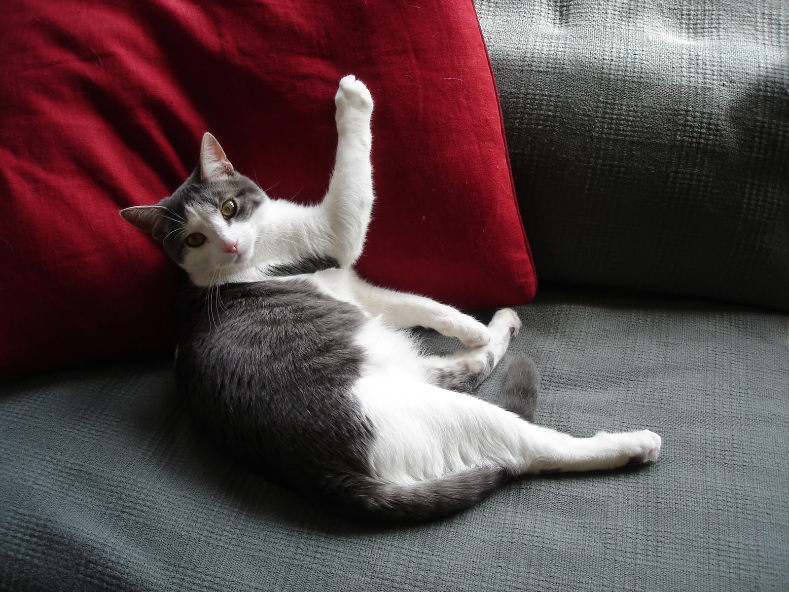 everything about cats How to Protect Your Furniture If You Have a Cat