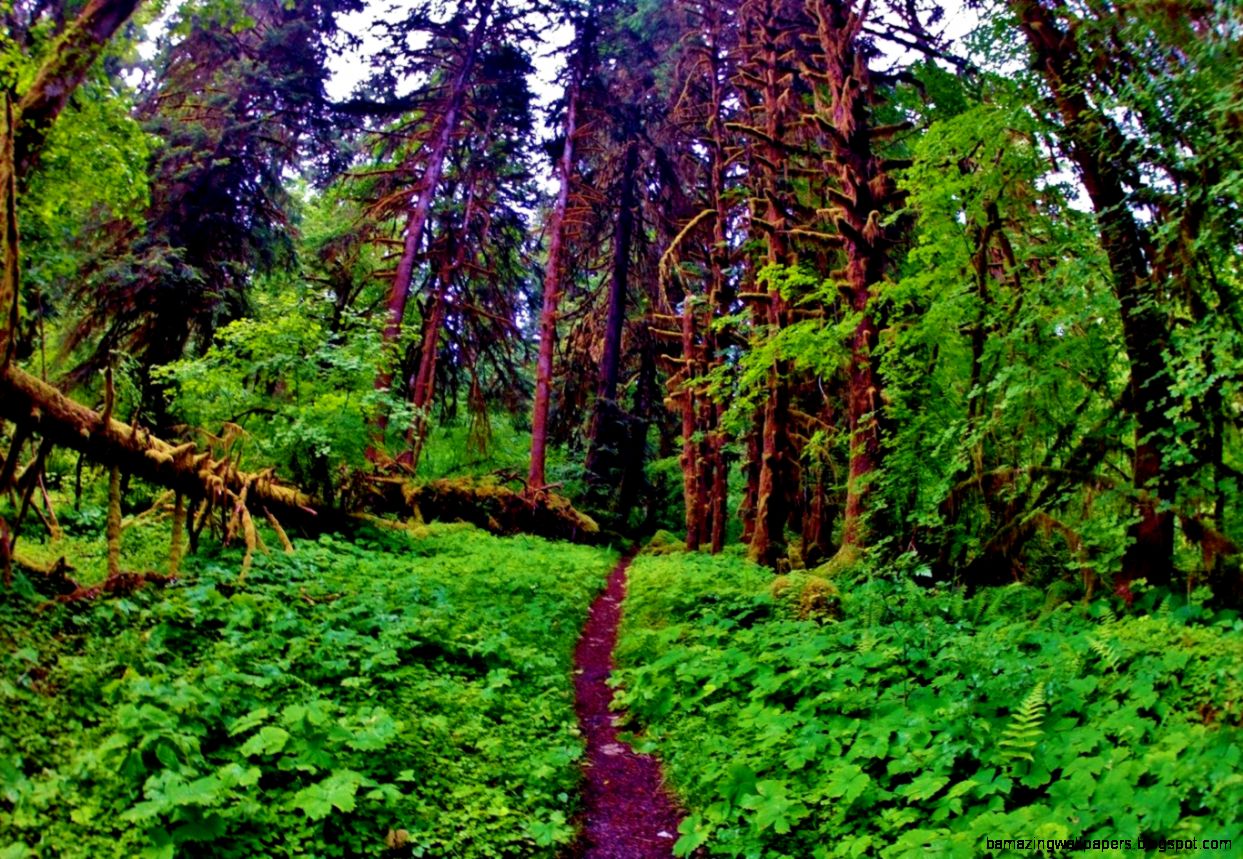 10 Images of Green from Olympic National Park  Exotic Hikes