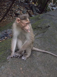 Came across this Macaque monkey with a disfigured face.