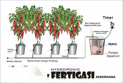 Hidroponik Fertigasi Sederhana Menanam Tanaman