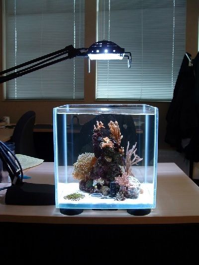 Model Akuarium Kecil Untuk Di Kamar Yang Cantik Unik Dan Keren