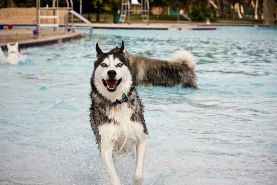 Harlo's Healthy Pets K9 Water Festivals 2013