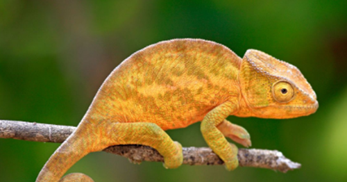 Erek Erek Bunglon 2d 3d 4d Arti Mimpi Dan Angka Mimpi Bunglon Erek Erek