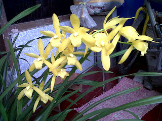 Orchid Flower, Orchid Plant, Orchid Species, Orchid Hybrid, Orchid Care