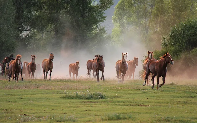 Groep hard rennende paarden
