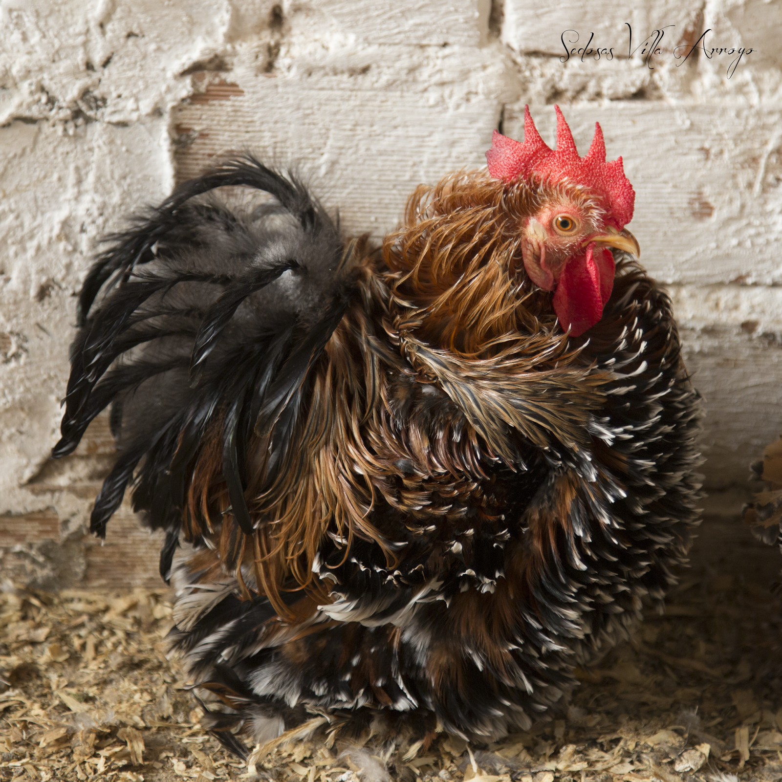 Sedosas Villa Arroyo: Pekin Mil Flores Porcelana