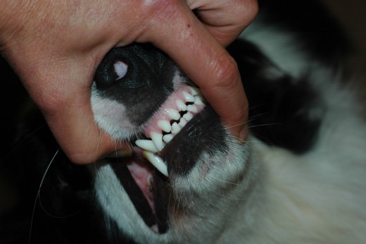 do dogs get more teeth at 1 year