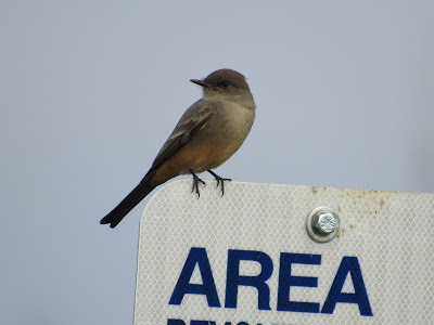 say's phoebe