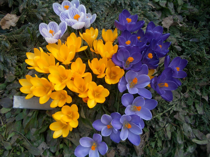 April Crocuses